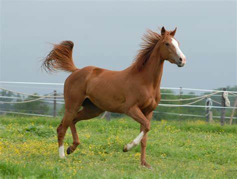 Cheval retrouvé