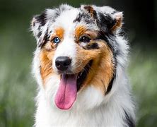 Chien retrouvé
