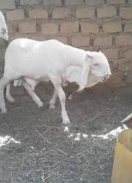 Mouton retrouvé