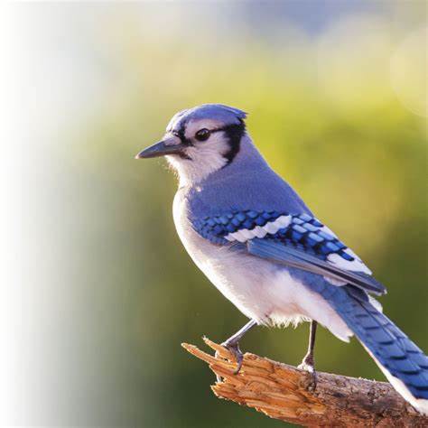 Oiseau retrouvé